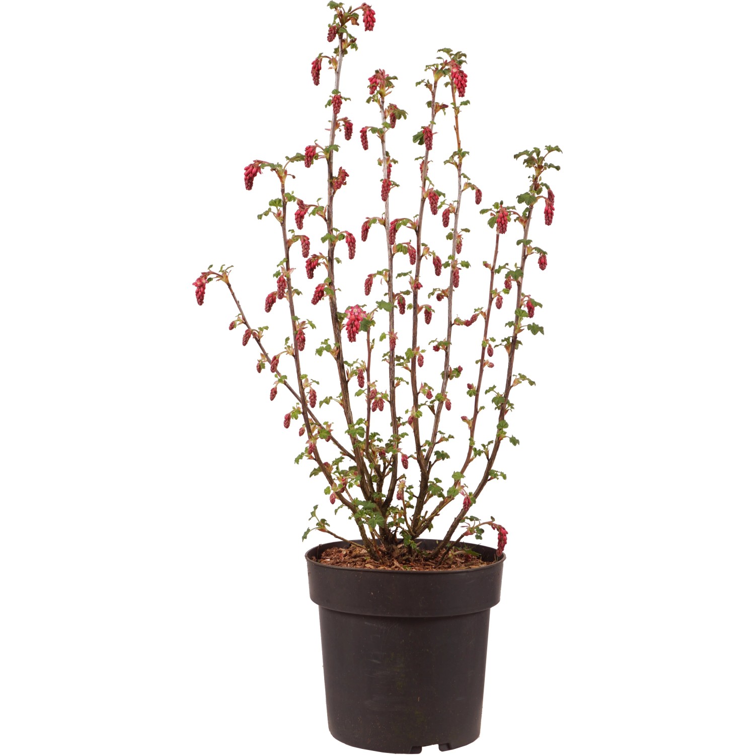 Blut-Johannisbeere "Amore" Höhe ca. 60 cm Topf ca. 4,5 l Ribes sanguineum