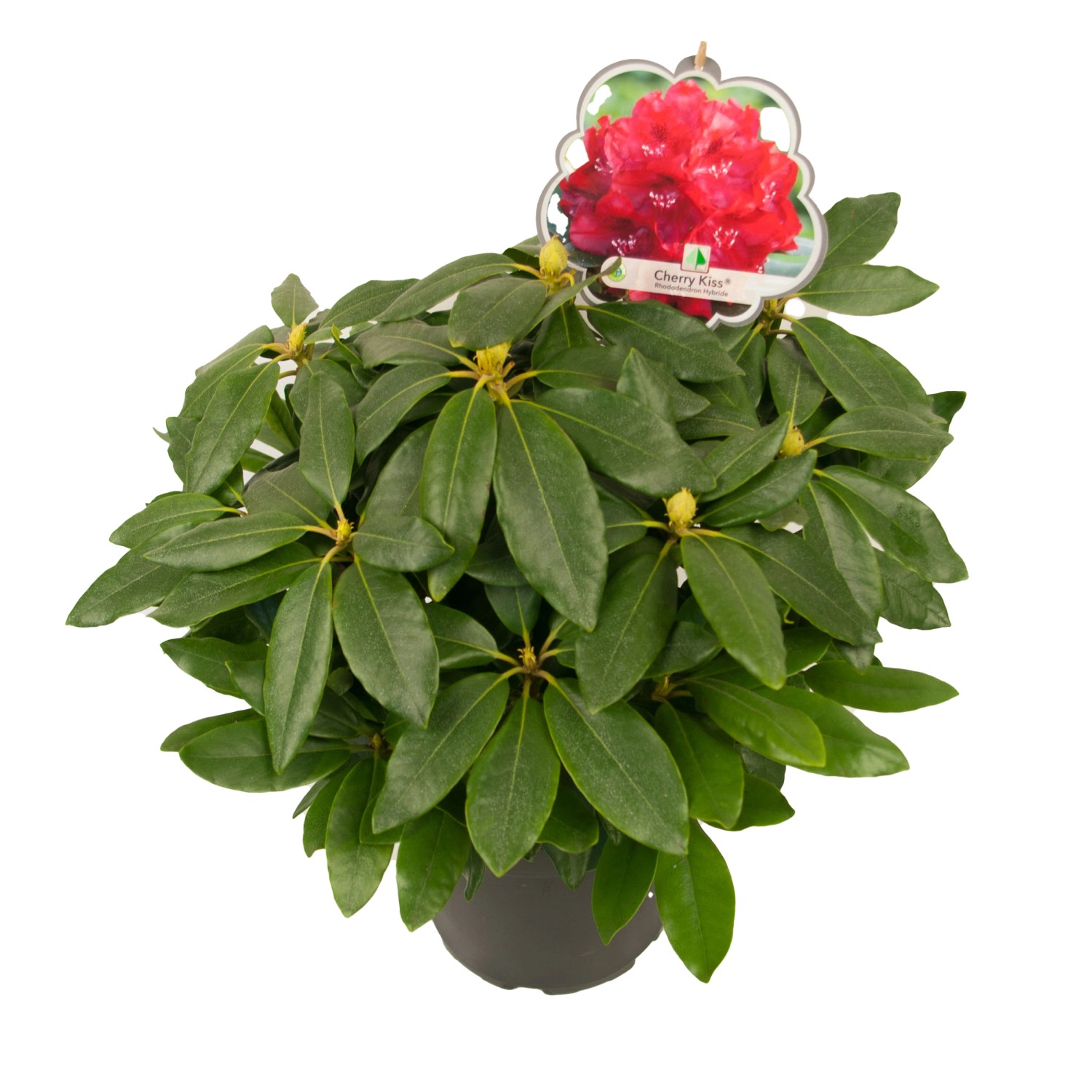 Großblumige AlpenroseCherry Kiss Höhe ca. 20 - 40 cm Topf ca. 7,5 l Rhododend