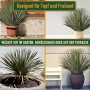 Winterharte Yucca Rostrata Palmlilie in verschiedenen Umgebungen, geeignet für Garten und Terrasse.