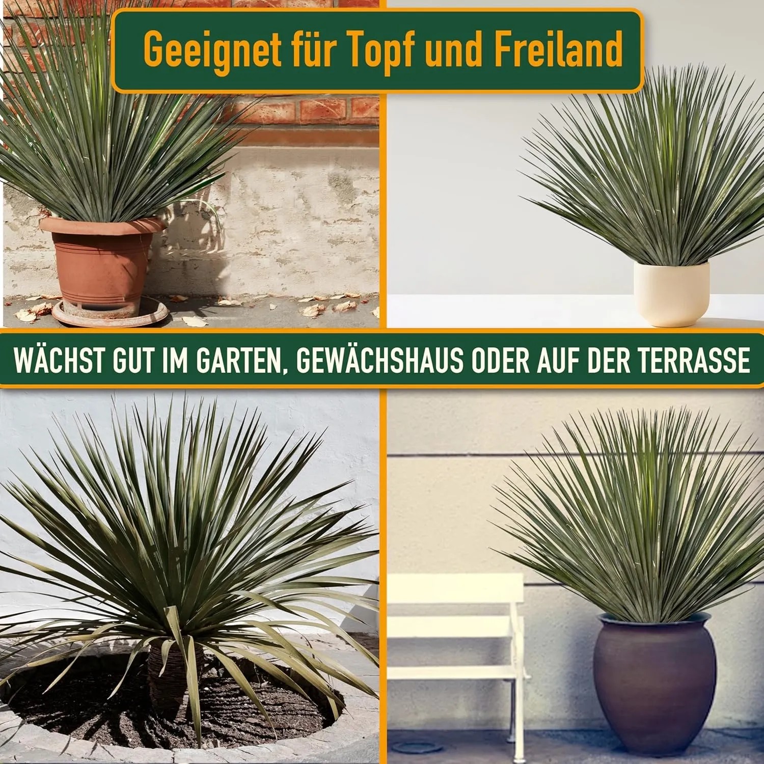 Winterharte Yucca Rostrata Palmlilie in verschiedenen Umgebungen, geeignet für Garten und Terrasse.