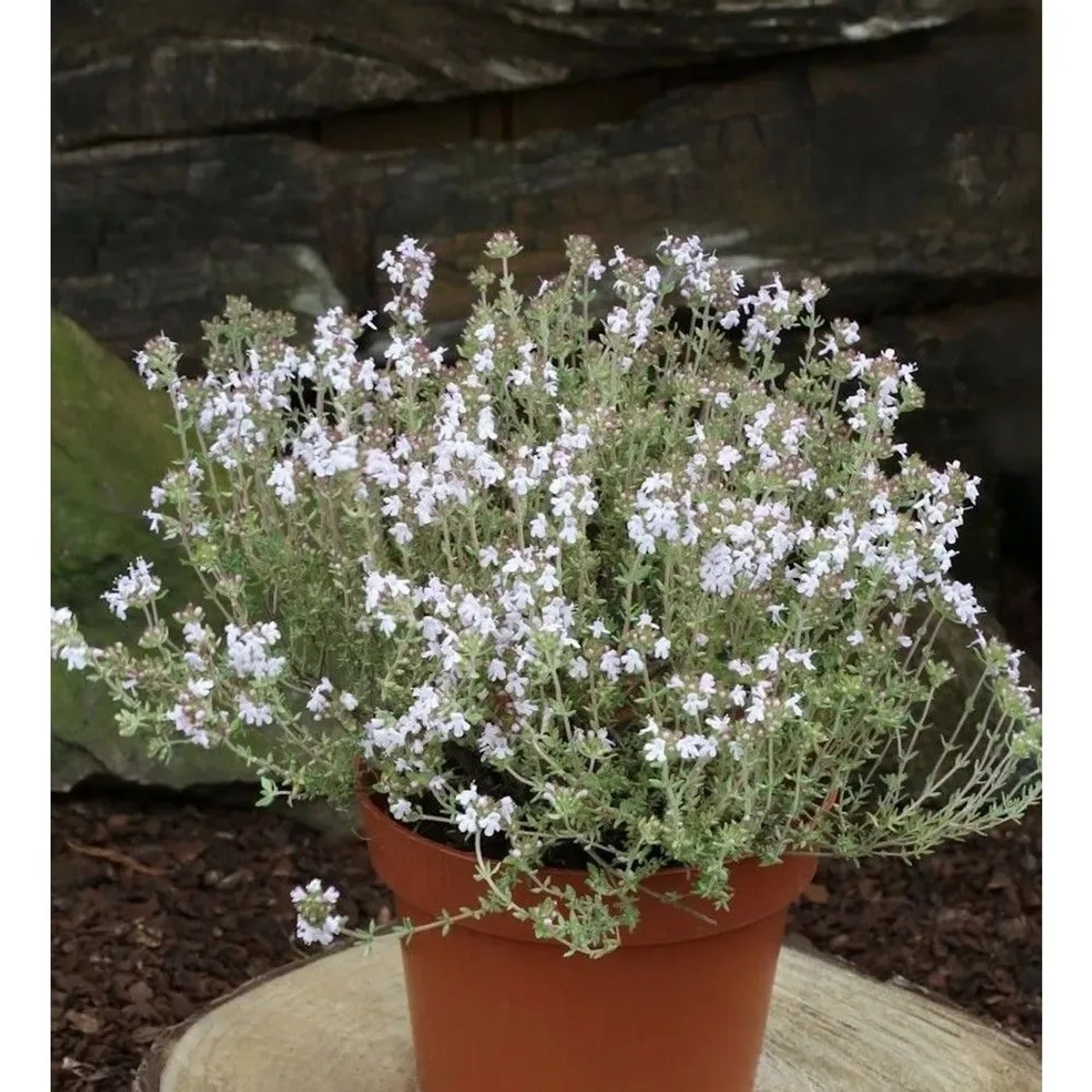 Echter Zitronen Thymian Orange Scent - Thymus citriodorus