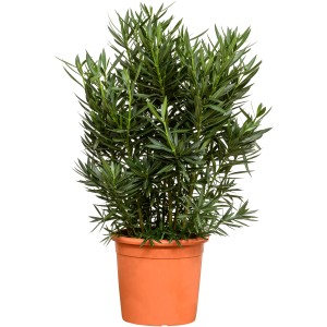 Oleander Busch XXL Rot, ca. 140-160cm im Topf. Nerium oleander Kübelpflanze von GROW by OBI.