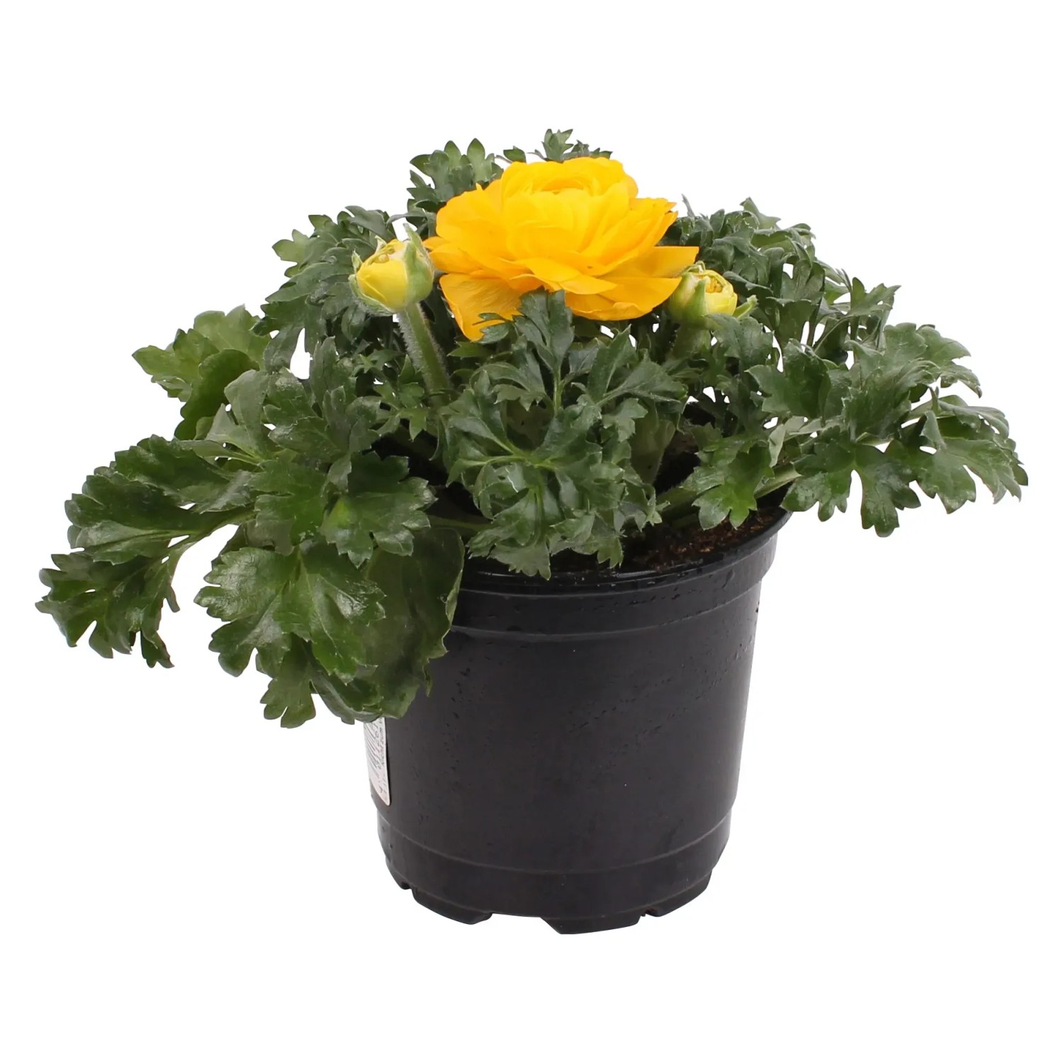 Hahnenfuß, T11, Ranunculus Hybriden