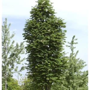 Schlanke Pyramiden-Eberesche (Sorbus aucuparia Fatigiata), 100-125cm, grüne Blätter.