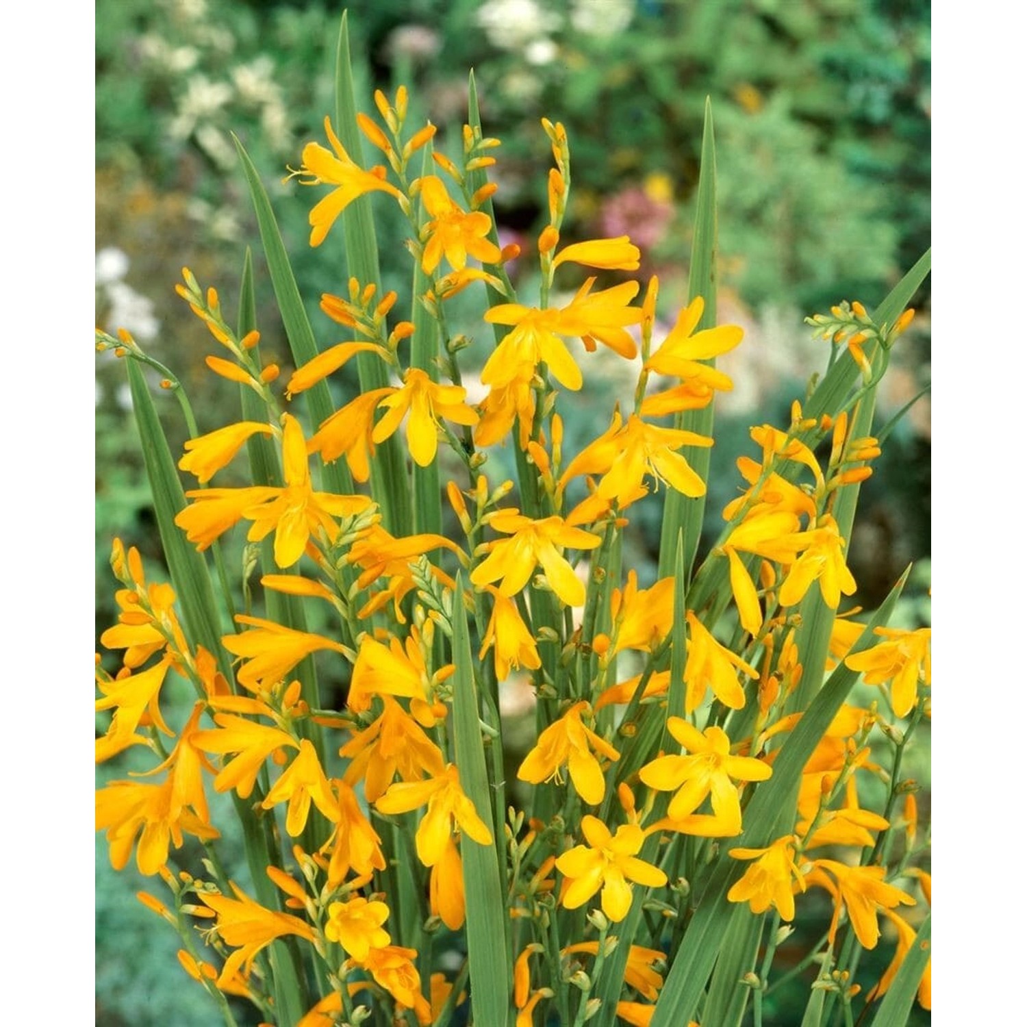Crocosmia X Crocosmiifl.'george Davidson' Montbretie Ca. 11x11 cm Topf günstig online kaufen