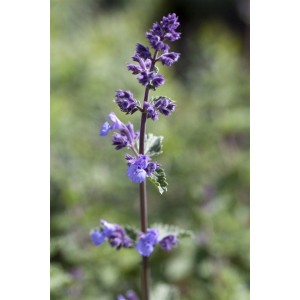 Detailaufnahme der lavendelblauen Blüten der Katzenminze 'Walker's Low' im 9x9 cm Topf.