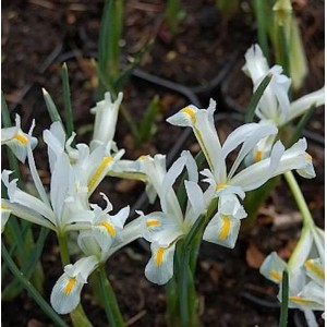 Winteriris Natascha - Iris reticulata