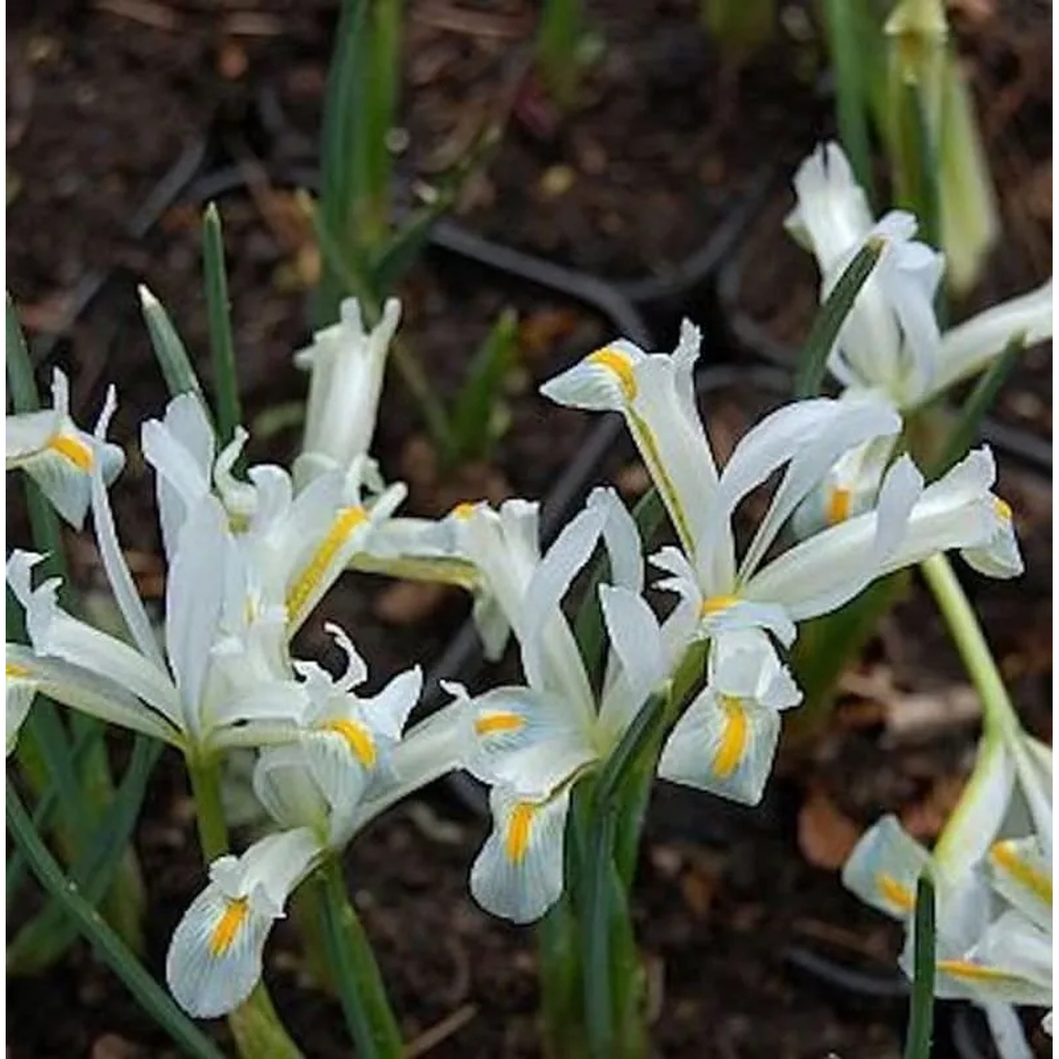 Winteriris Natascha - Iris reticulata