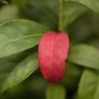 Rotes Blatt des Euonymus Alatus Compactus (Flügel-Spindelstrauch) zwischen grünen Blättern.