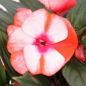 Nahaufnahme einer rot-weißen Edel-Lieschen Blüte (Impatiens Neu-Guinea).
