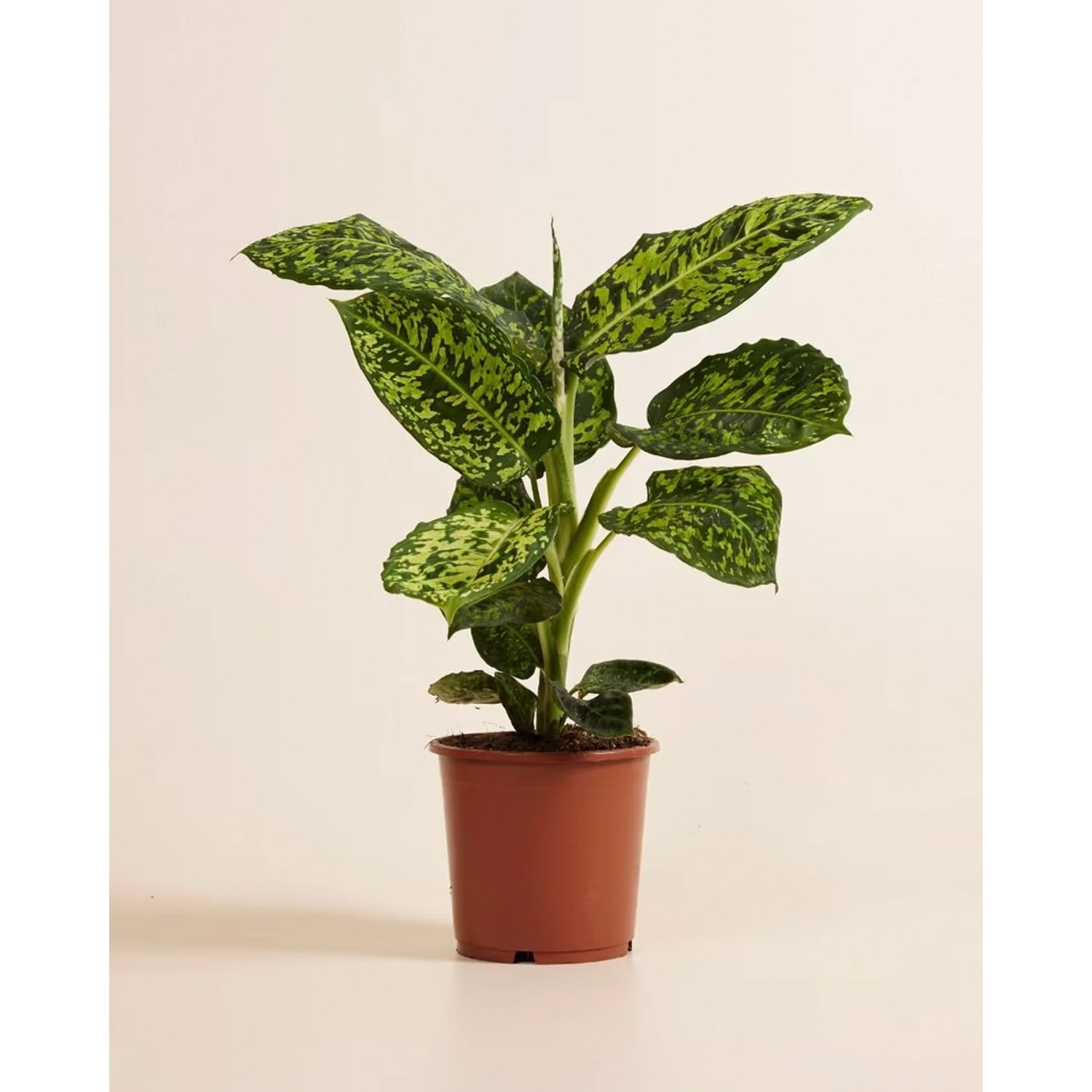 GROW Dieffenbachie Reflector Höhe ca. 50 - 55 cm Topf-Ø 17 cm Dieffenbachia günstig online kaufen