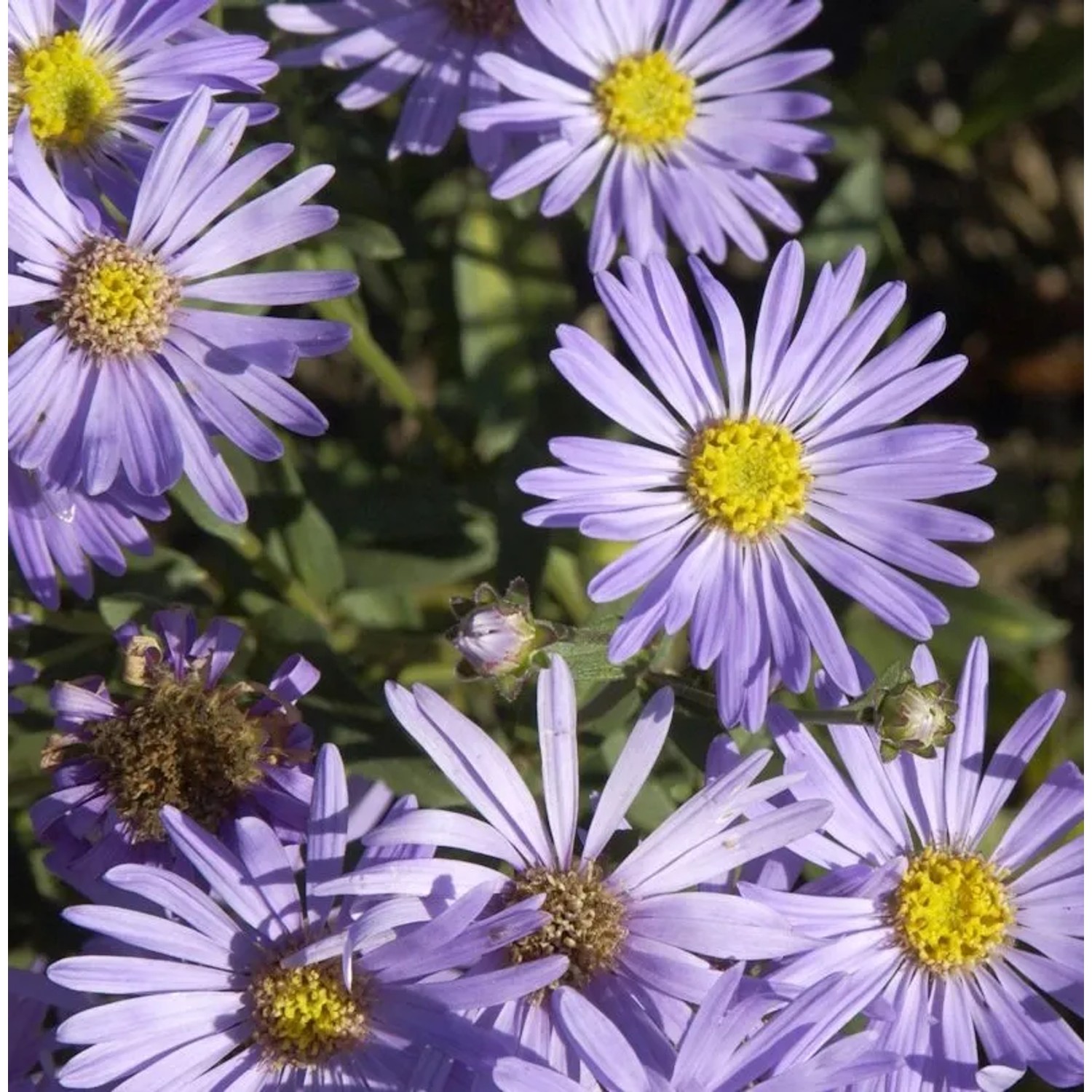 Sommeraster Mira - Aster amellus