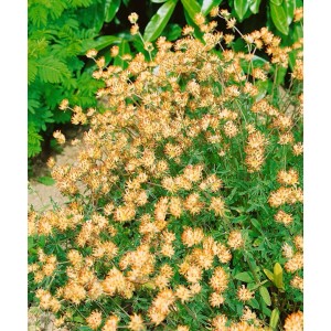 Anthyllis Vulneraria (Wundklee) im 9x9 cm Topf, gelbe Blüten, buschiger Wuchs. Ideal für Steingärten.