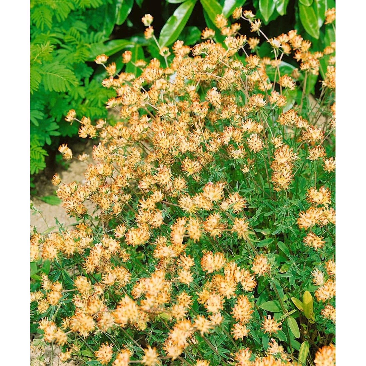 Anthyllis Vulneraria Wundklee Ca. 9x9 cm Topf günstig online kaufen