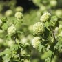 Schneeball Viburnum Opulus Roseum mit weißen Blütenbällen und grünen Blättern.
