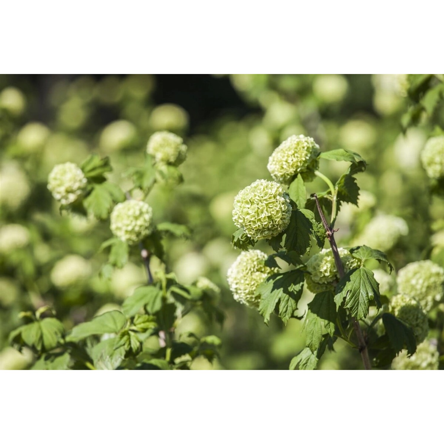 Schneeball Viburnum Opulus Roseum mit weißen Blütenbällen und grünen Blättern.