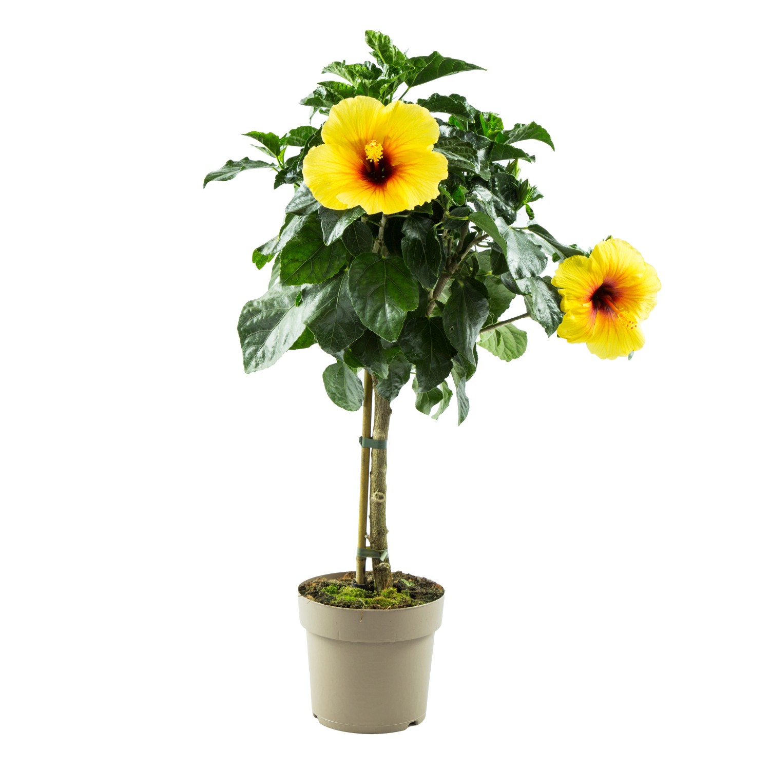 Hibiskus Stamm Gelb Höhe ca. 110 cm TopfØ ca. 26 cm Hibiscus rosa