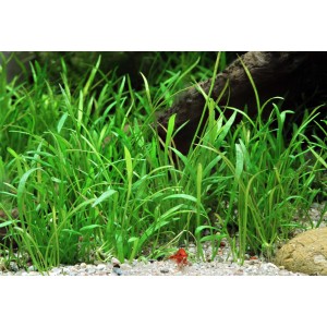 Dennerle Lilaeopsis Brasiliensis Aquariumpflanze im Detail, grüne Vordergrundpflanze.