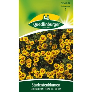 Quedlinburger Studentenblume 'Ehrenkreuz' mit goldgelben Blüten und rotbraunem Kreuz.