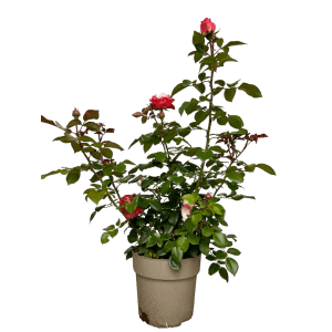 Baumfink Edelrose Nostalgie im Topf: Cremeweiße Blüten mit kirschroten Rändern, elegante Gartenrose.