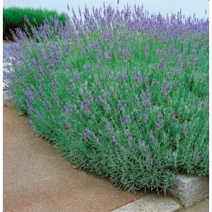 Blühender Lavendel 'Dutch' im 9x9 cm Topf, violette Blüten und silbrig-grünes Laub.