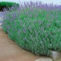 Blühender Lavendel 'Dutch' im 9x9 cm Topf, violette Blüten und silbrig-grünes Laub.