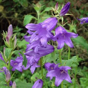 6 x Wald-Glockenblume 'Macrantha' Campanula latifolia Topf 9cm Große Blüten