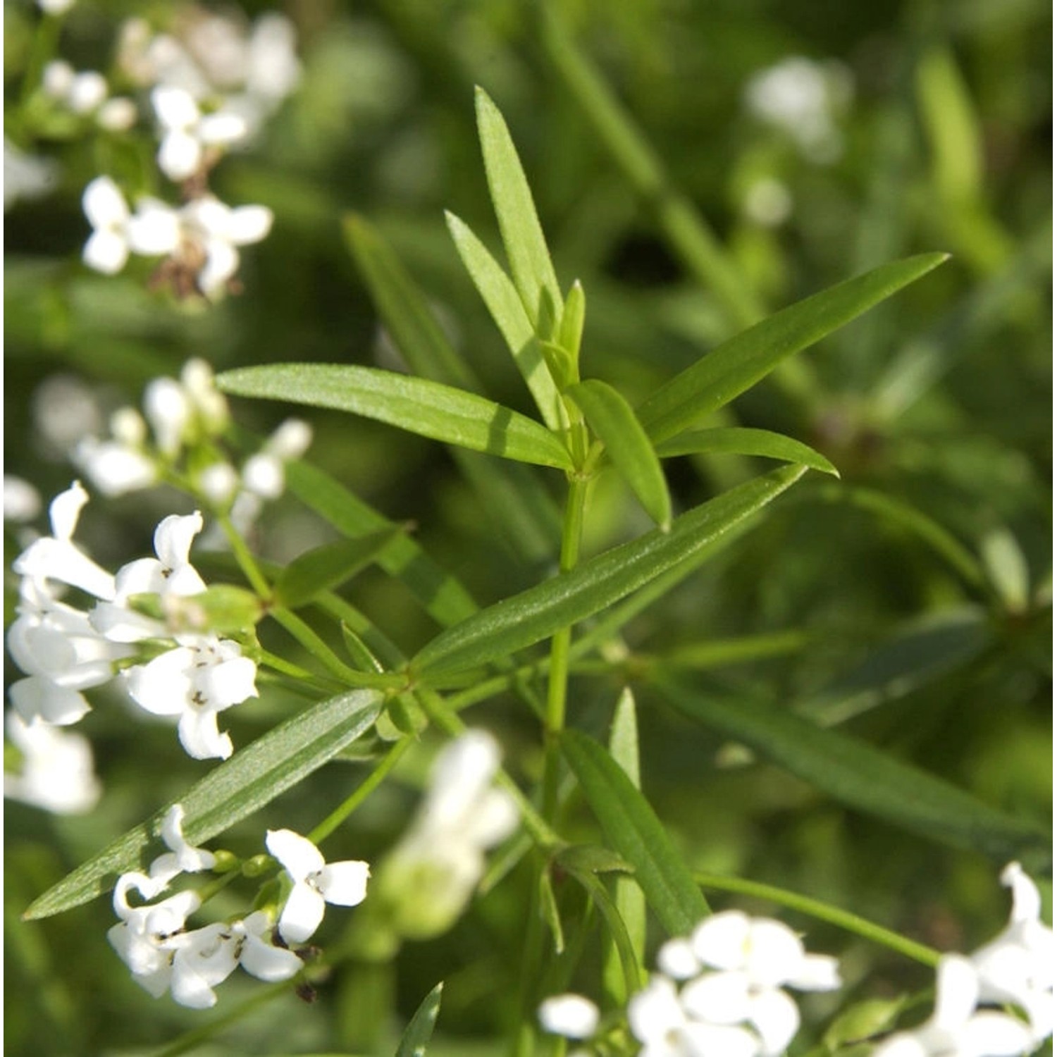 Färber-Meier - Asperula tinctoria günstig online kaufen