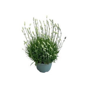 Weißer Lavendel (Lavandula angustifolia) im Topf, ca. 30 cm hoch.