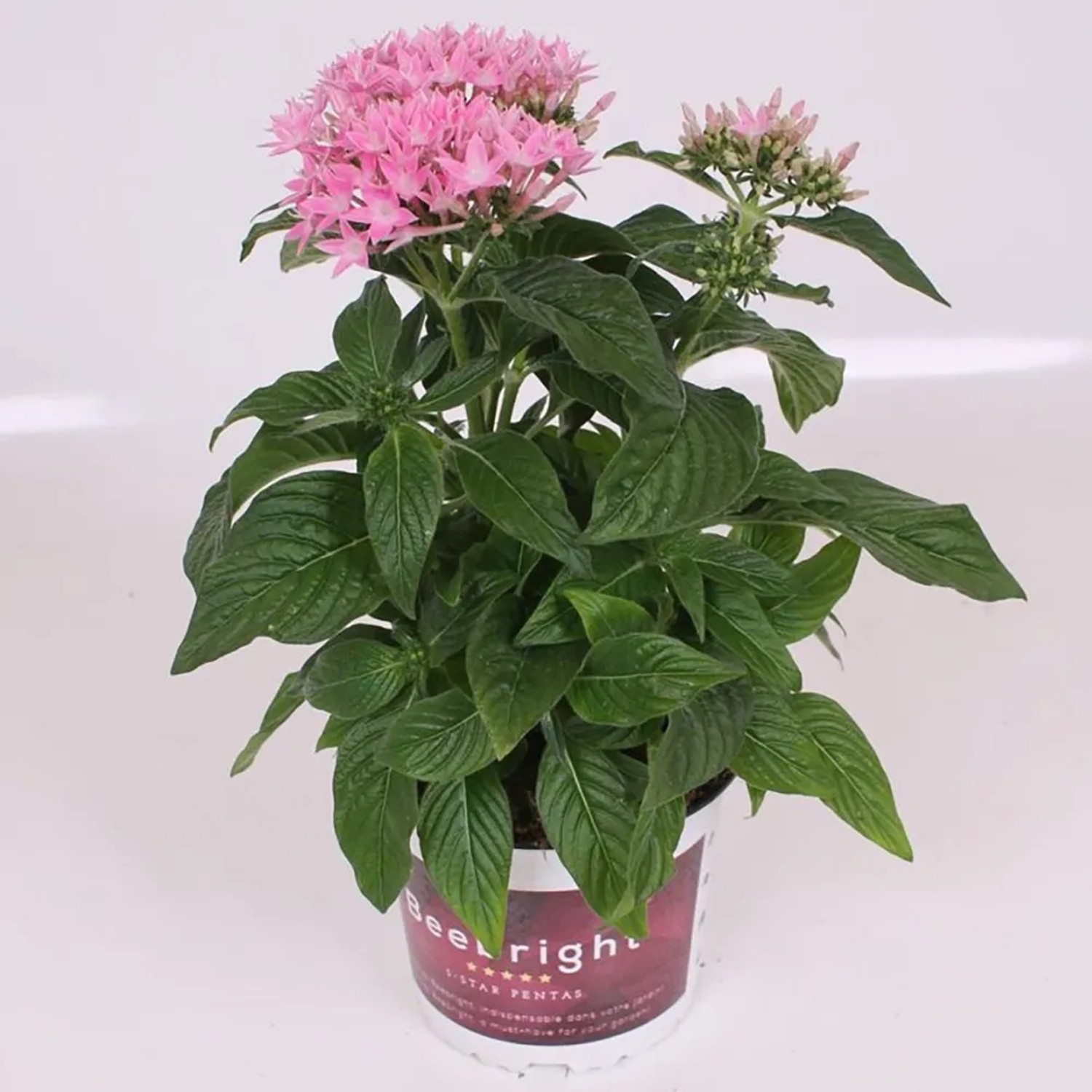 Fünfzahlstrauch 'BeeBright Pink' im Topf, rosa Blüten, grüne Blätter. Sommerpflanze für Beet und Balkon.