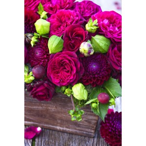 Duftrosen Parfuma® im Topf, ca. 20-30 cm hoch, mit dunkelrosa Blüten und grünen Akzenten.