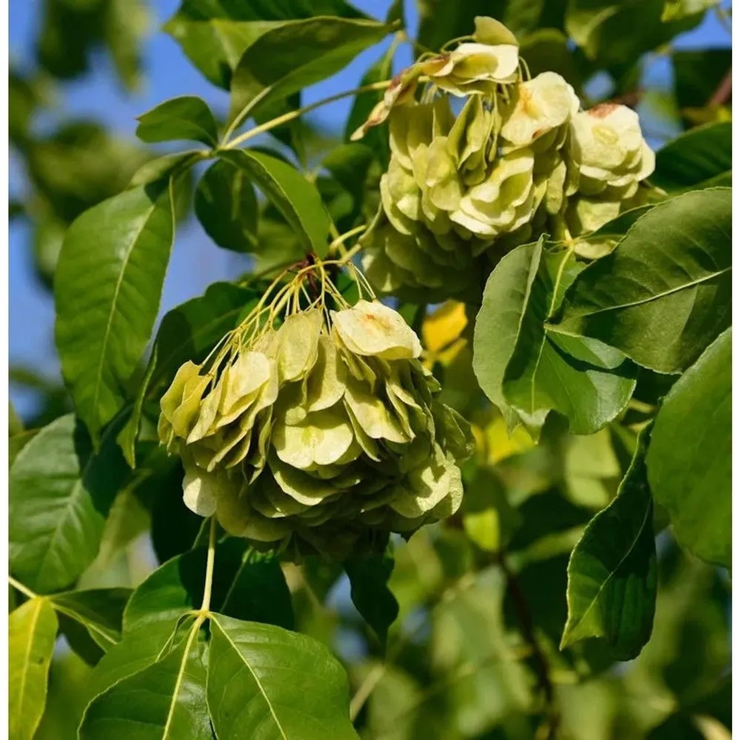 Kleeulme 100-125cm - Ptelea trifoliata