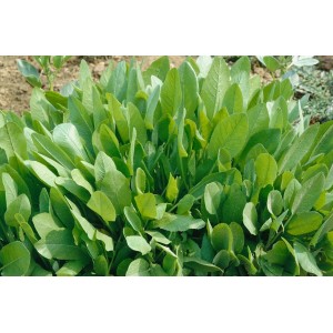 Balsamkraut (Tanacetum Balsamita) im 9x9 cm Topf, grüne Blätter. Küchenkraut für sonnige Standorte.