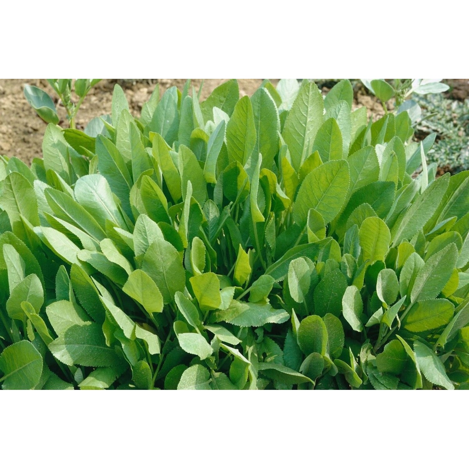 Tanacetum Balsamita Balsamkraut Ca. 9x9 cm Topf günstig online kaufen