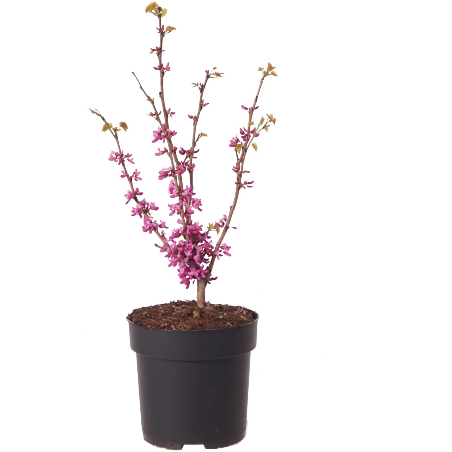 Chinesischer Judasbaum "Avondale" Höhe ca. 40 cm Topf ca. 6 l Cercis chinensis