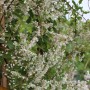 Schlingknöterich mit weißen Blüten und grünen Blättern, ideal zur Fassadenbegrünung.