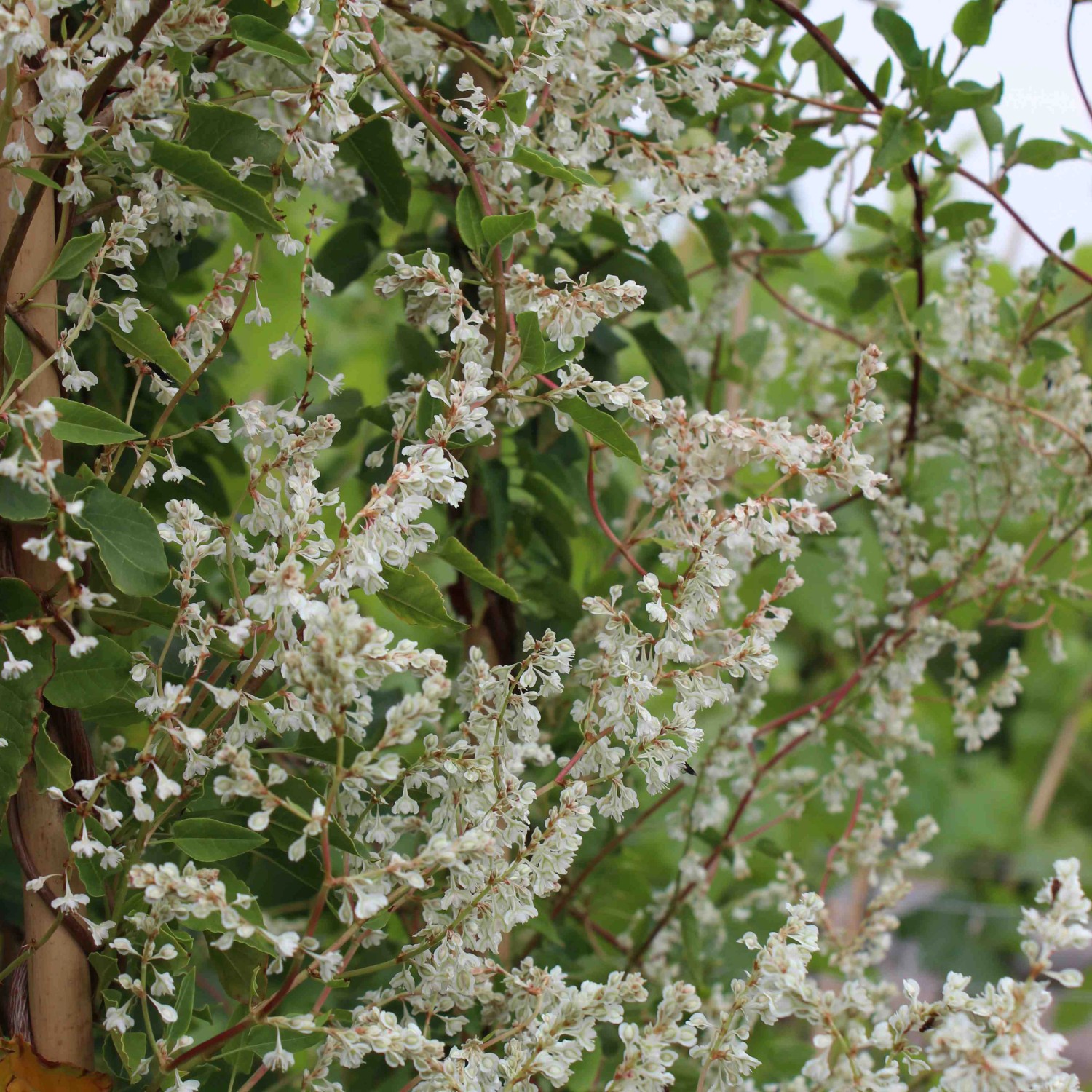 Schlingknöterich Weiß Höhe ca. 60 - 80 cm Topf-Ø ca. 17 cm Fallopia aubertii