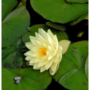 Helle Seerose 'Gonnere' (Nymphaea) mit gelber Blüte und grünen Blättern im Teich.