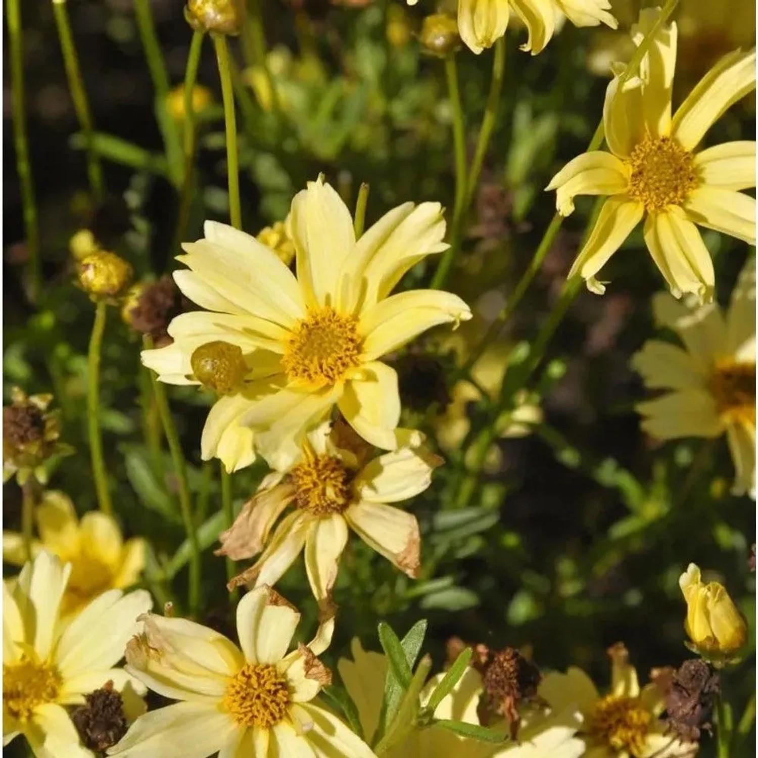 Mädchenauge Crème Brulee - Coreopsis rosea
