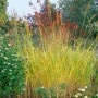 Spartina Pectinata Präriegras im Garten, dekoratives Ziergras mit gelben Blütenständen.