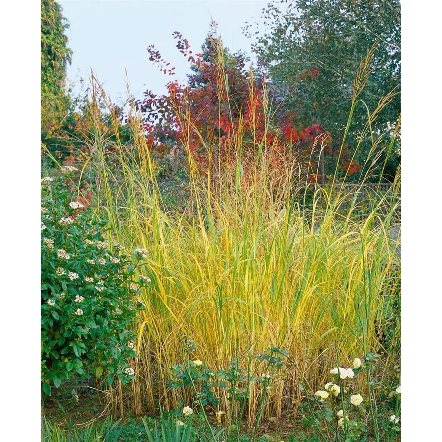 Spartina Pectinata Präriegras Ca. 11x11 cm Topf Dekorativ günstig online kaufen