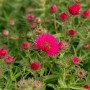 Rosa Neuengland-Aster Alma Pötschke im 11x11 cm Topf, blühende Staude für sonnige Standorte.