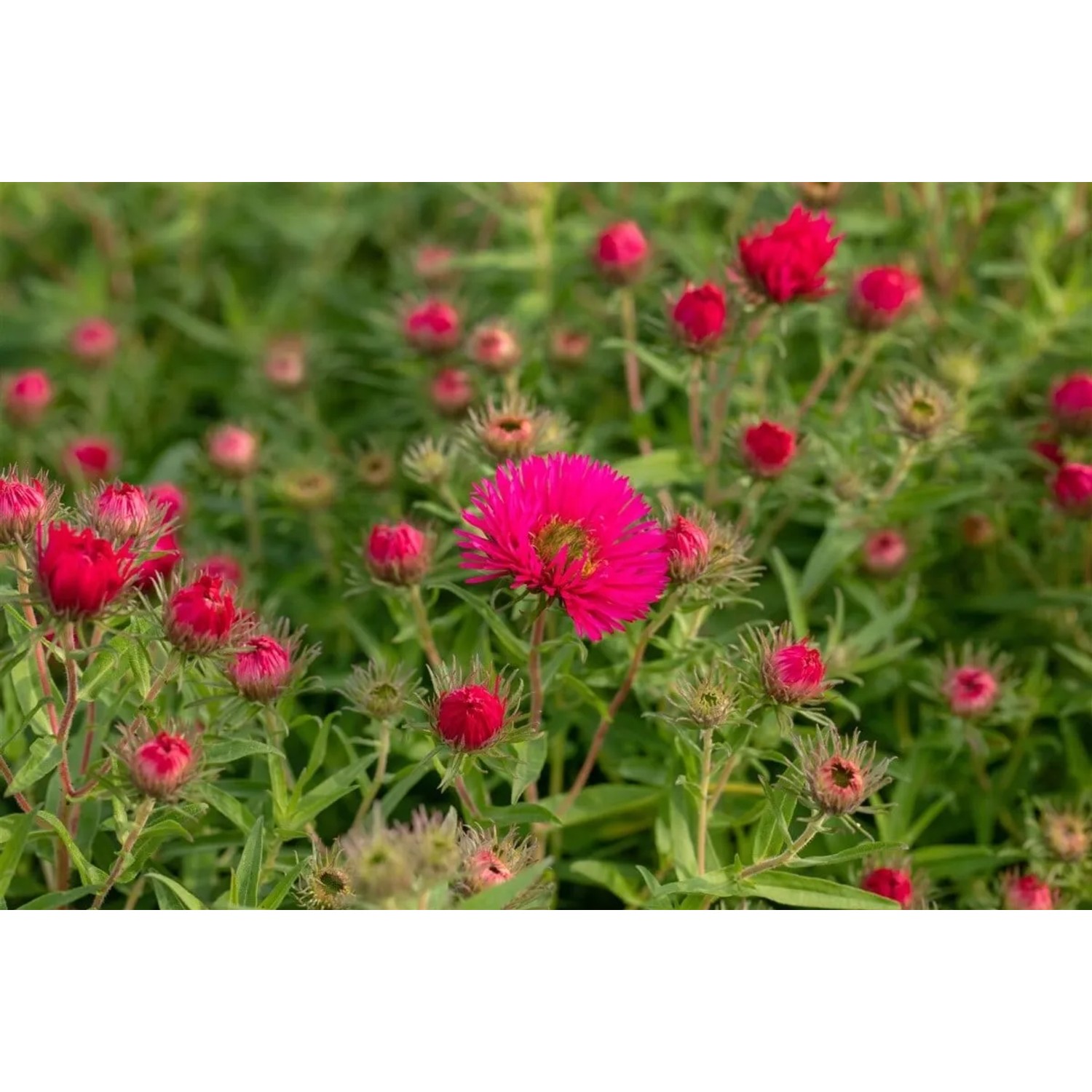 Rosa Neuengland-Aster Alma Pötschke im 11x11 cm Topf, blühende Staude für sonnige Standorte.