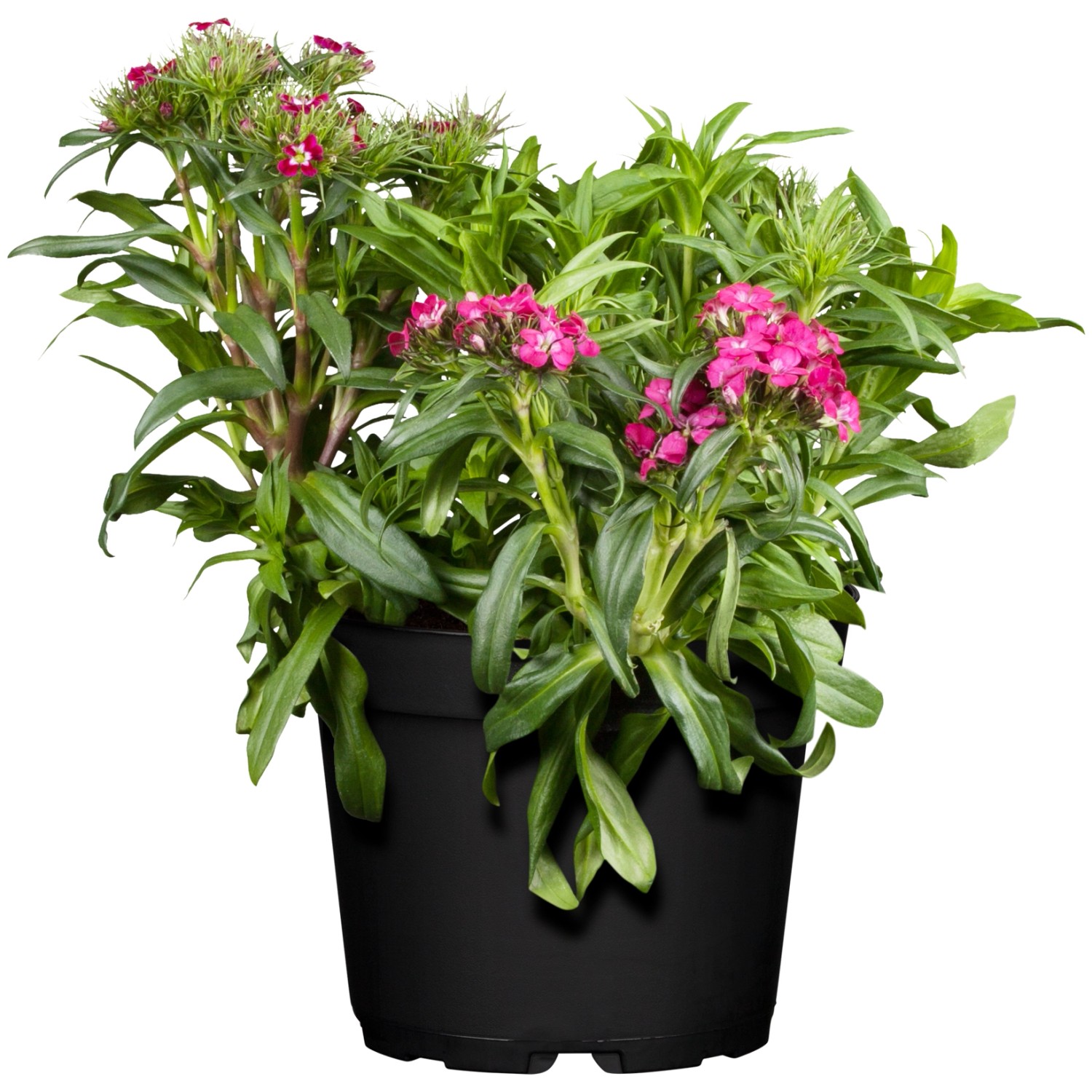 Bartnelke Rosa Topf-Ø ca. 13 cm Dianthus barbatus günstig online kaufen