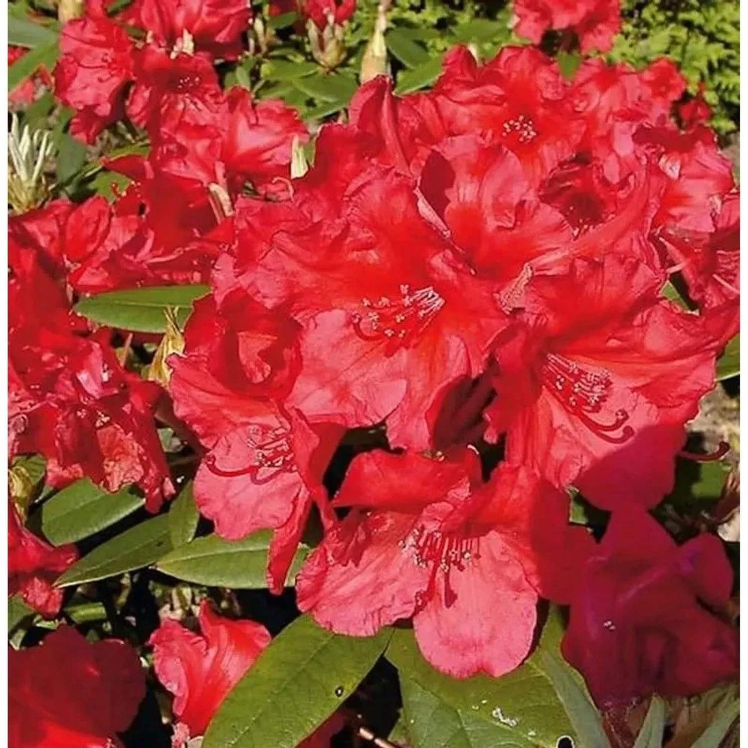 Großblumige Rhododendron Vulcan 50-60cm - Alpenrose