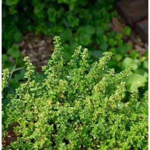 Nahaufnahme des Echten Zitronen-Thymians 'Lemon Variegated', einer grünen Staude.