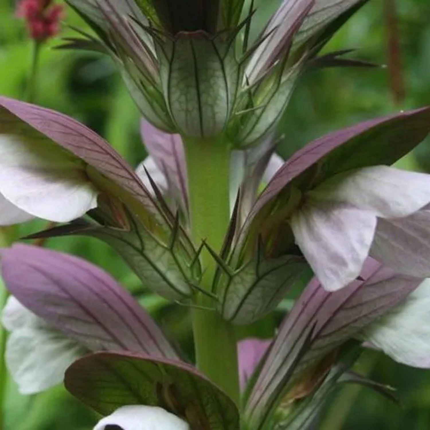 6 x Bärenklau 'Hollande du Nord' Acanthus Topf 9cm Lange Blütezeit