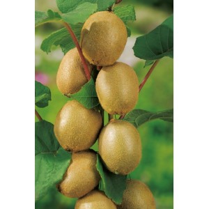 GROW by OBI Kiwi Pflanze mit reifen, braunen Früchten und grünen Blättern.