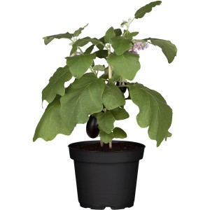 Mini Aubergine im Topf (Ø 12cm) mit Früchten und Blüten.