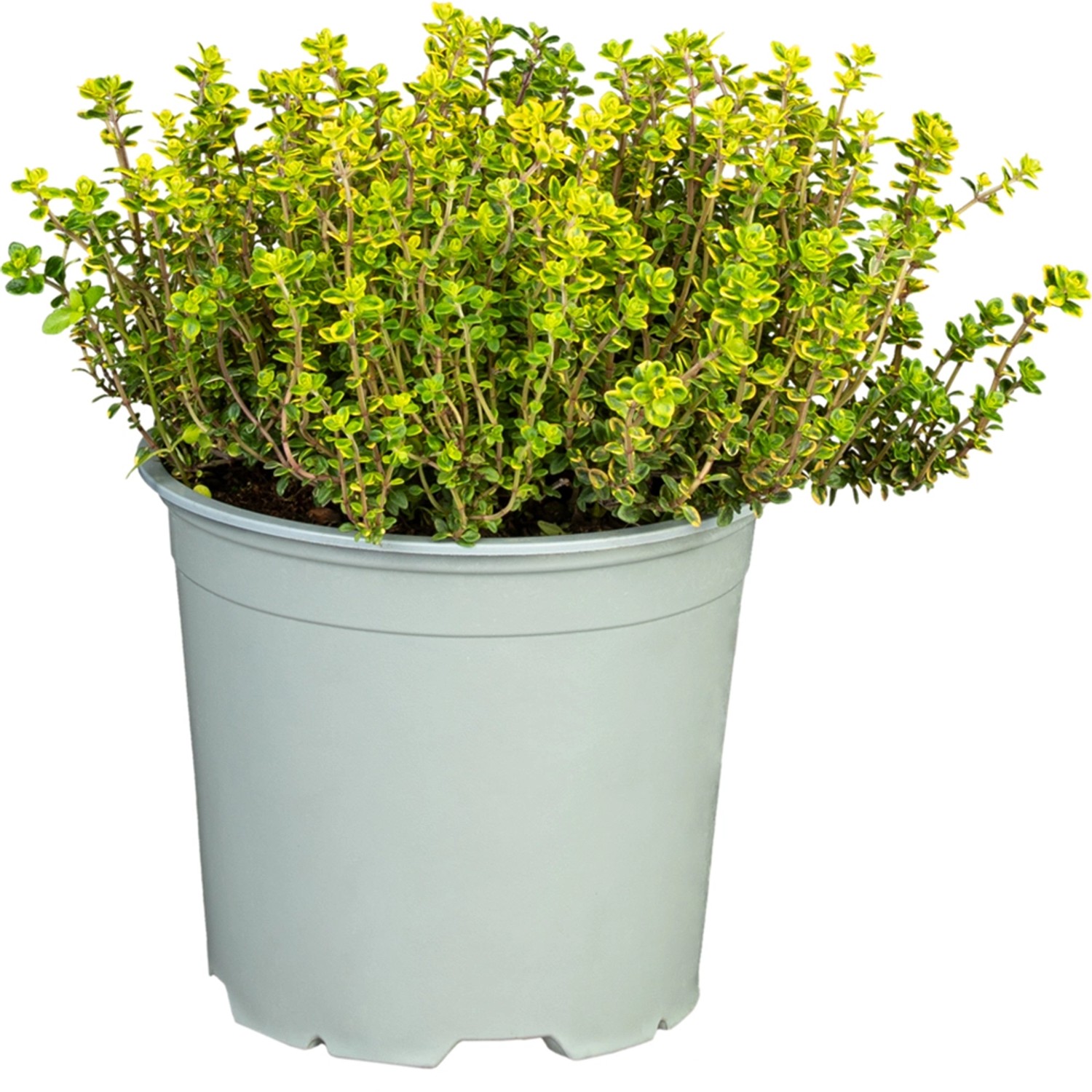 GROW by OBI Frühblühende Thymian "Red Carpet" ca. 10 20 cm Thymus